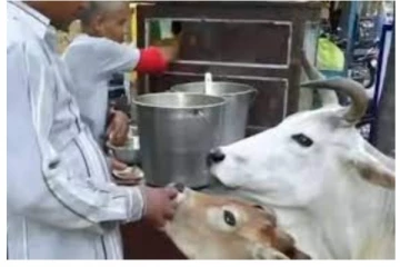 பானி பூரி ஊட்டிவிட்ட நபர் - ருசித்து மெய்மறந்து சாப்பிட்ட மாடுகள்! வீடியோ வைரல்!