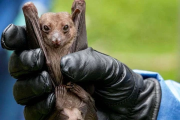 கொரோனாவை விட ஆபத்தான புதிய வைரஸ்! உலக சுகாதார அமைப்பு எச்சரிக்கை