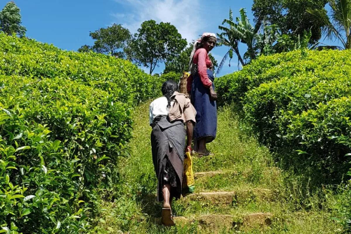 மக்களுக்கான அபிவிருத்தியை செயலில் காட்டுகிறோம்: கலைச்செல்வி எம்.பி சுட்டிக்காட்டு | Livelihood Of The Hill Country People