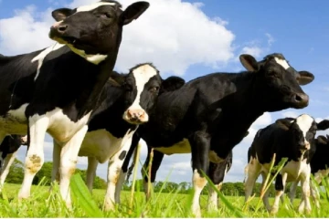 கறவை பசுக்களை இறக்குமதி செய்வது தொடர்பில் பாரிய மோசடி!