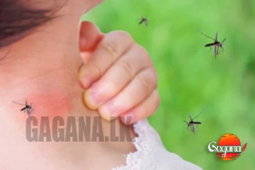 වැඩිපුර මදුරුවෝ දෂ්ට කරනවා නම් හේතුව මේකයි