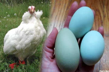 நீலம் & பச்சை கோழி முட்டைகள் - இந்த முட்டைகளுக்கு பின்னே இருக்கும் மர்மம் என்ன?