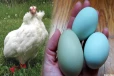 நீலம் & பச்சை கோழி முட்டைகள் - இந்த முட்டைகளுக்கு பின்னே இருக்கும் மர்மம் என்ன?