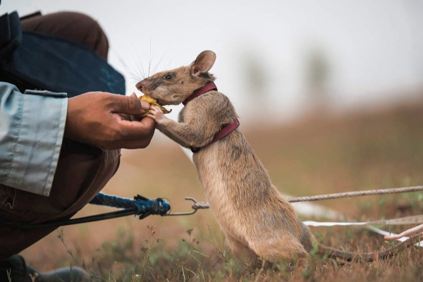 71 கண்ணிவெடி; 38 வெடிப்பொருட்களை கண்டுபிடித்து அசத்திய எலி உயிரிழந்தது | World Rat Death