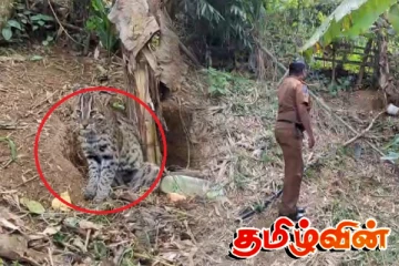 நாயொன்றை வேட்டையாட வந்து பொறியில் சிக்கிய சிறுத்தை