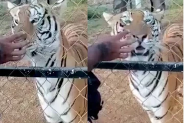 கூண்டுக்குள் கையை விட்டு புலியின் கழுத்தைத் தடவிவிட்ட காப்பாளருக்கு நேர்ந்த பயங்கரம்