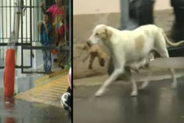 விடாமல் கொட்டி தீர்த்த கனமழை - குட்டிகளை கவ்வி காப்பற்றிய தாய்! வீடியோ வைரல்