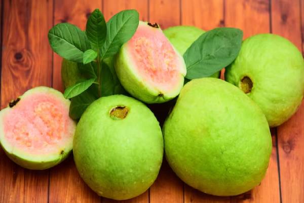 தினமும் ஒரு கொய்யா பழம் சாப்பிடுவதால் என்னென்ன நன்மை கிடைக்கும் தெரியுமா? | Benefits You Get From Eating Guava Fruit Every Day தினமும் ஒரு கொய்யா பழம் சாப்பிடுவதால் என்னென்ன நன்மை கிடைக்கும் தெரியுமா? | Benefits You Get From Eating Guava Fruit Every Day