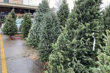 கனடாவில் கிறிஸ்மஸ் மரங்களுக்கு தட்டுப்பாடு ?