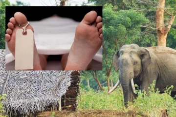 එක් දරු මවකට දිවි අහිමි කළ වන අලි ප්‍රහාරය..