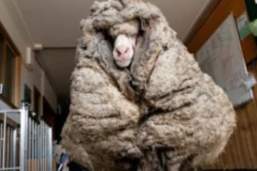 ரோமத்தின் எடை மட்டும் 35 கிலோ - 5 வருடங்களாக தவித்த செம்மறி ஆடு! வைரல் புகைப்படம்