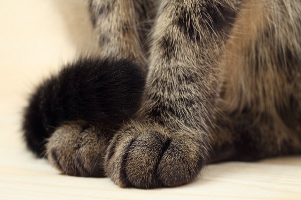 கனடாவில் பூனையை கொன்ற நபருக்கு சிறைத்தண்டனை | Jailed After Killing Kitten In Torturous Attack