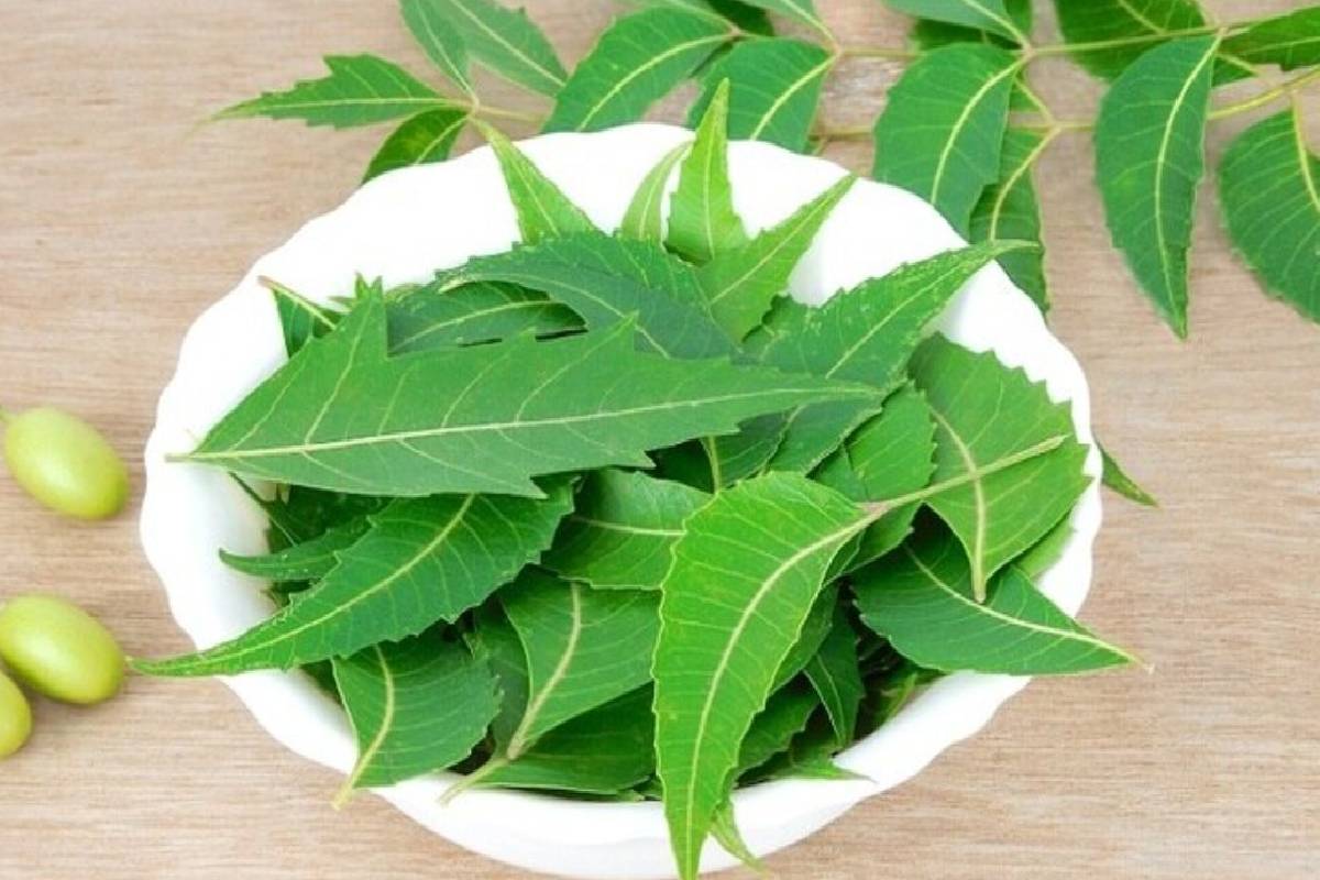 குடற் புழுக்களை அழிக்க வெறும் வயிற்றில் வேப்பிலை! எப்படி சாப்பிடணும்னு தெரியுமா? | Amazing Health Benefits Of Neem Leaves குடற் புழுக்களை அழிக்க வெறும் வயிற்றில் வேப்பிலை! எப்படி சாப்பிடணும்னு தெரியுமா? | Amazing Health Benefits Of Neem Leaves