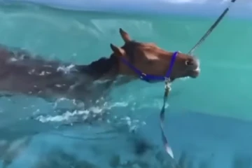 நீச்சல் குளத்தில் நீந்தி விளையாடும் குதிரை...அதுல ஒரு ட்விஸ்டு இருக்கு!