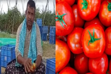 விவசாயியை கோடீஸ்வரனாக மாற்றிய தக்காளி - 45 நாட்களில் ரூ.4 கோடி வருமானம் ஈட்டி அசத்தல்!
