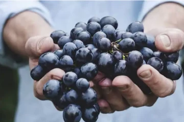 புத்தாண்டில் 12 திராட்சைகள் சாப்பிட்டால் 12 மாதங்களும் ஜம்முன்னு இருக்குமாம்..!