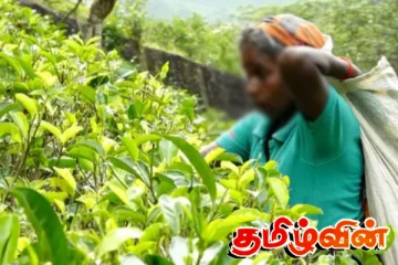 பெரும் ஆபத்தில் பெருந்தோட்டத்துறை