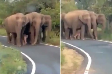 மனிதர்களை மிஞ்சிய பாசம்! ஒரு குட்டியை பாதுகாக்க இத்தனை யானைகளா?