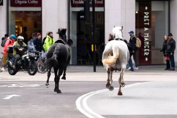 இரத்தம் சொட்ட பக்கிங்ஹாம் அரண்மனை அருகில் பாய்ந்து சென்ற குதிரைகளால் பரபரப்பு