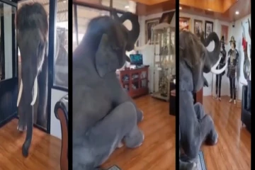 கோவிலில் நுழைந்த யானை - கடவுளைப் பார்த்து மண்டியிட்டு வணங்கிய நெகிழ்ச்சி வீடியோ!