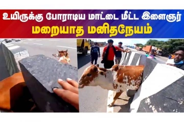 உயிருக்கு போராடிய மாட்டை மீட்ட இளைஞர்