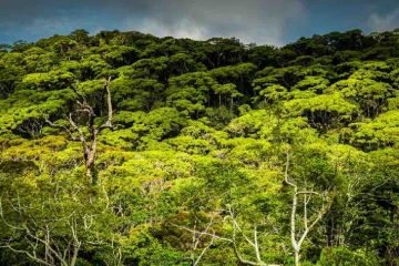 පරිසර අමාත්‍යංශයෙන් නිවේදනයක් - වනාන්තර 50ක් රක්ෂිත ලෙස ප්‍රකාශයට