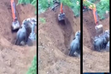 கிணற்றில் விழுந்த குட்டி யானை - தாய் யானையின் பாசப் போராட்டம் - வைரலாகும் வீடியோ