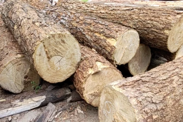 வவுனியாவில் சட்டவிரோத மரக்கடத்தல் முறியடிப்பு