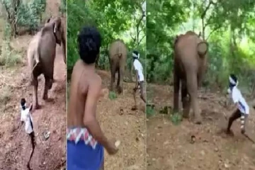 யானைகளை ஈவு, இரக்கமின்றி தாக்கிய இளைஞர்கள் மூவரை தீவிரமாக தேடும் வனத்துறையினர்!