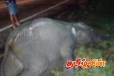 யாழ். வீதியில் இடம்பெற்ற விபத்தில் யானைக்குட்டி பரிதாப மரணம்