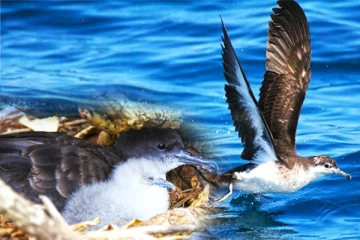 தென் பகுதியில் முதன் முறையாக மீட்கப்பட்ட அரிய வகை புலம்பெயர் பறவை