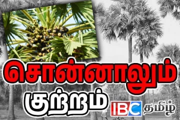 அனுமதி வழங்கியது யார்..! யாழில் தொடர்ச்சியாக அழிக்கப்படும் பனை மரங்கள்