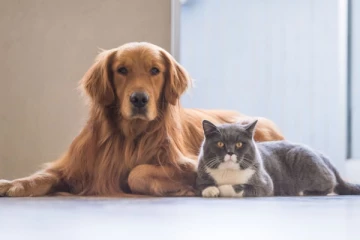 200 நாய், பூனைகள் ஆப்கானிலிருந்து மீட்பு