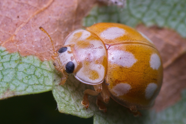 එංගලන්තේට අලුත් ලේඩිබර්ඩ් පාරාදීසියක් | New Ladybirds Have Arrived In England