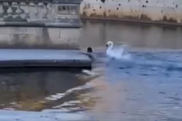 அட்டகாசம் செய்யும் அன்னப் பறவை! அஞ்சி நடுங்கும் சிறுவனின் பரிதாபநிலை... வயிறு குலுங்க சிரிக்க வைக்கும் காட்சி