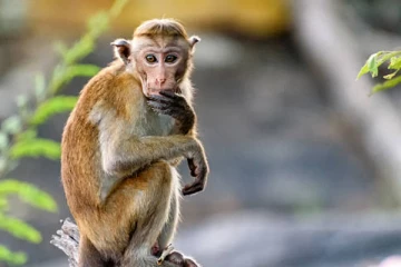 குரங்குகளுக்கு வைக்கப்பட்ட மின்சாரம் தாக்கி சிறுமி பலி