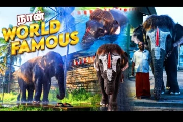 காண்போர் மனதை மயக்கும் Bob Cut Sengamalam யானை