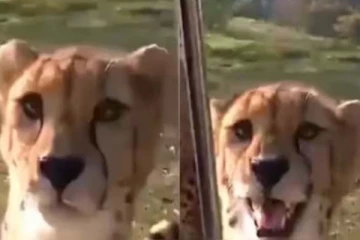 மியாவ் மியாவ் என்று சத்தம் போடும் சிறுத்தை... நம்பமுடியாத உண்மை காட்சி