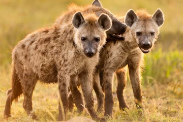 கழுதைப் புலிகளையும் விட்டுவைக்காத கொரோனா!