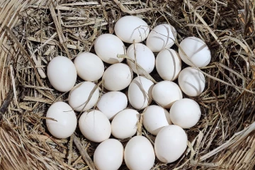 மீண்டும் முட்டைக்கு தட்டுப்பாடு!