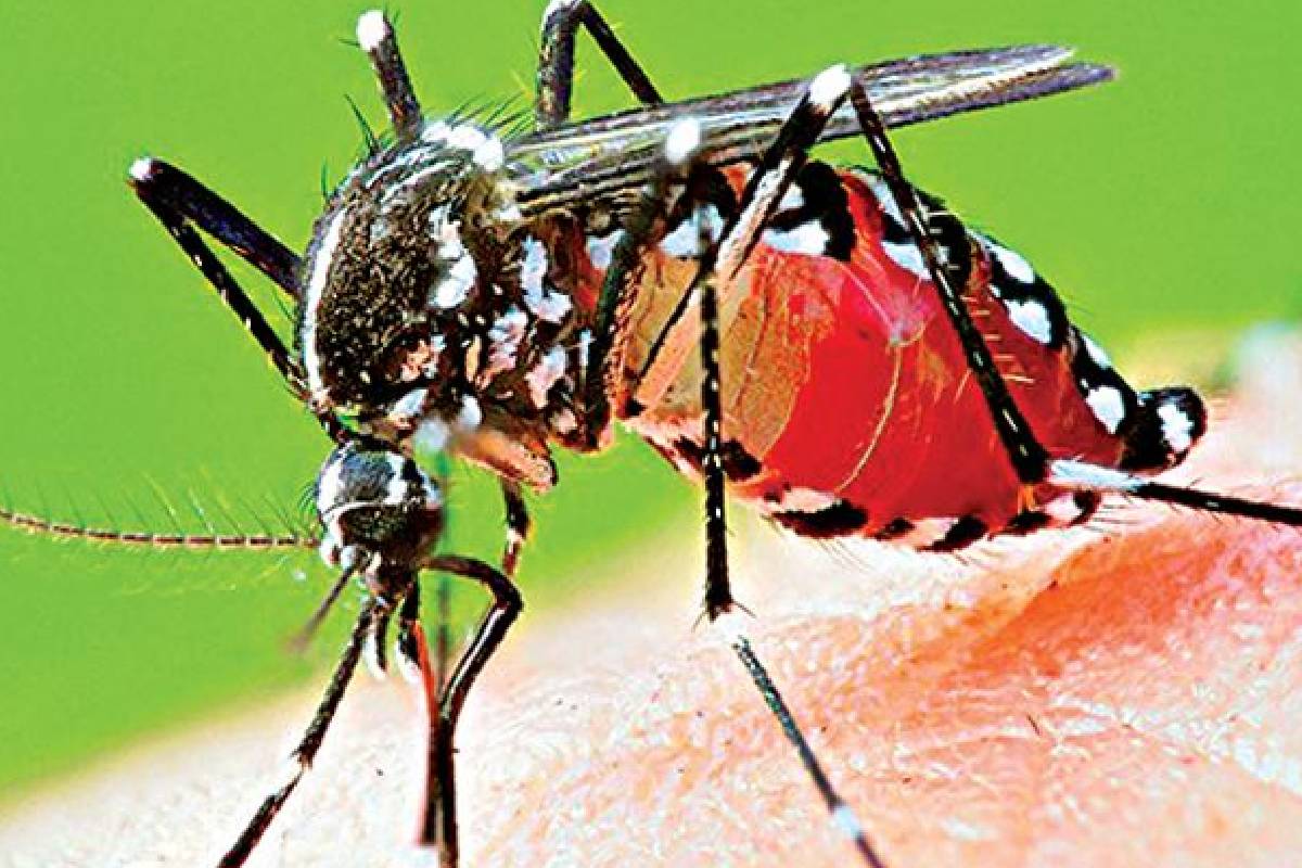 கிளிநொச்சி மாவட்டத்தில் டெங்கு நோய் பரவல் அதிகரிப்பு | Rise In Dengue Fever Cases In Kilinochchi கிளிநொச்சி மாவட்டத்தில் டெங்கு நோய் பரவல் அதிகரிப்பு | Rise In Dengue Fever Cases In Kilinochchi