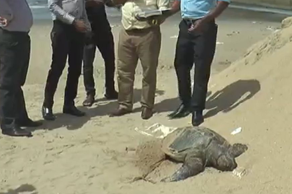 இலங்கையின் மேற்கு பகுதிகளில் கரையொதுங்கும் ஆமை சடலங்கள் | Dead Turtles Found In Western Beach Side