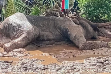 කාවන්තිස්ස හස්තියාට වෙඩි තැබූ බවට පිළිගන්නයැයි ලොකු බලපෑමක් කරලා - ගම්වාසීන්ගෙන් චෝදනා