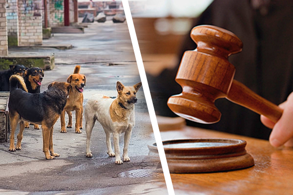 யாழில் நாய் வளர்த்தவருக்கு நீதிமன்று கடும் எச்சரிக்கை | Court Issued A Stern Warning Dog Owner In Jaffna யாழில் நாய் வளர்த்தவருக்கு நீதிமன்று கடும் எச்சரிக்கை | Court Issued A Stern Warning Dog Owner In Jaffna
