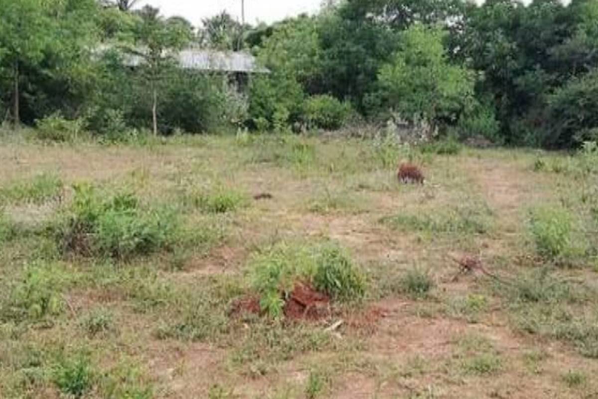 யாழில் 187 ஏக்கர் காணிகள் விடுவிப்பு - பல போராட்டங்களுக்கு மத்தியில் கிடைத்த தீர்வு | Land Dispute From Jaffna To Muttur