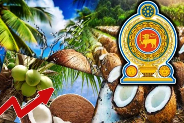 புதிய வரியால் தேங்காய் ஏற்றுமதியில் பாதிப்பு - எச்சரிக்கும் தரப்பு