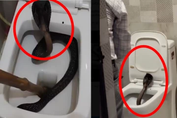 கழிவறைக்கு சென்றவரை வரவேற்ற கருநாகம்; அலறியடித்து ஓட்டம்!