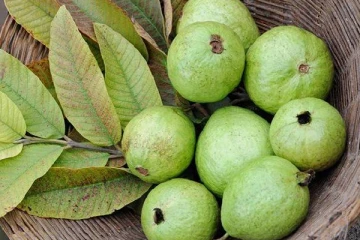 கொய்யாவில் கிடைக்கும் எண்ணற்ற நன்மைகள்! இந்த பிரச்சனை உள்ளவர்கள் கட்டாயம் சாப்பிடவும்