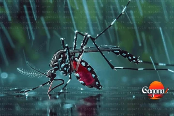 ඩෙංගු රෝගීන්ගේ ඉහළ යාමක් - මහජන සෞඛ්‍ය පරික්‍ෂකවරුන් අනතුරු අඟවයි