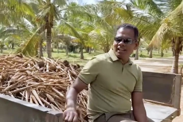 இயற்கை விவசாயப் பண்ணையில் 25,000 வரையான பனங்கிழங்குகள் அறுவடை